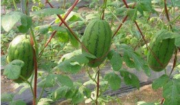 网红瓜太熟可以吃吗,揭秘能否直接食用之谜